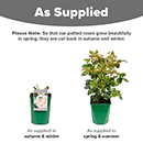 Rose Climbing Iceberg 4L pot NGW