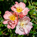 Rose Climbing Open Arms 4L pot NGW