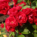 Rose Climbing Pauls Scarlet 4L pot NGW