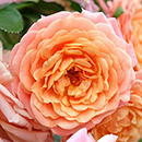 Rose CLG Peach Melba 4L pot (ROTY 2023) NGW