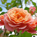 Rose CLG Peach Melba 4L pot (ROTY 2023) NGW