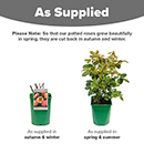 Rose CLG Peach Melba 4L pot (ROTY 2023) NGW