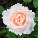 Rose CLG Penny Lane 4L pot (ROTY 1998) NGW