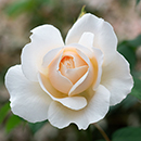 Rose Joanne's Rose 4L Pot NGW