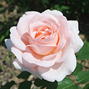 Rose Joanne's Rose 4L Pot NGW