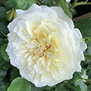 Rose Isla's Rose 4L Pot NGW