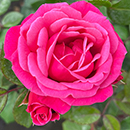 Rose Climbing Pink Perpetue 4L pot NGW