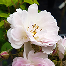 Rose Arthur's Rose 4L Pot NGW