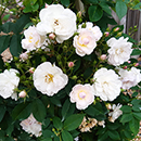 Rose Arthur's Rose 4L Pot NGW