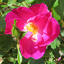 Rose Clg Simply Sumptuous 4L Pot NGW