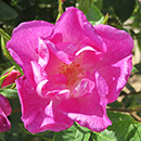 Rose Clg Simply Sumptuous 4L Pot NGW