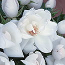 Rose Climbing White Wedding 4L pot NGW