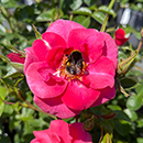 Rose Climbing Summer Sweetheart 4L Pot NGW