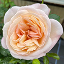 Rose Lily's Rose 4L Pot NGW