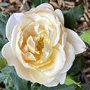 Rose Lily's Rose 4L Pot NGW