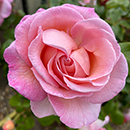 Rose Climbing Sweet Syrie 4L Pot NGW
