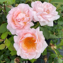 Rose Climbing Sweet Syrie 4L Pot NGW