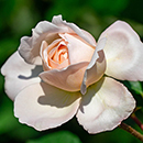 Rose Nicola's Rose 4L Pot NGW