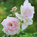 Rose Nicola's Rose 4L Pot NGW