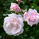 Rose Nicola's Rose 4L Pot NGW