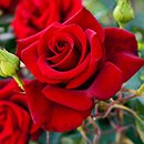 Rose Climbing The Prince's Trust 4L pot NGW