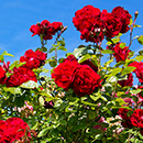 Rose Climbing The Prince's Trust 4L pot NGW