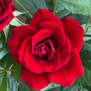 Rose David's Rose 4L pot NGW
