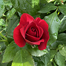 Rose David's Rose 4L pot NGW