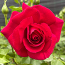 Rose The Coronation 4L pot NGW
