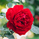 Rose The Coronation 4L pot NGW