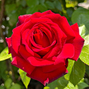 Rose Eric's Rose 4L Pot NGW