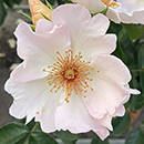 Rose Climbing Simple Life 4L Pot NGW