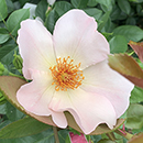 Rose Climbing Simple Life 4L Pot NGW