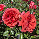 Rose Climbing Wonderful World 4L pot NGW