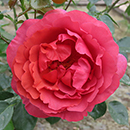 Rose Climbing Wonderful World 4L pot NGW