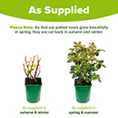 Rose Climbing Wonderful World 4L pot NGW