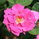 Rose Climbing Zephirine Drouhin 4L pot NGW