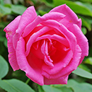 Rose Climbing Zephirine Drouhin 4L pot NGW