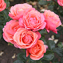 Rose Coral Gardens 4L Pot (ROTY 2026) NGW