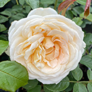 Rose Happy Birthday Cream 4L pot NGW