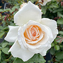 Rose Lisa's Rose 4L pot NGW