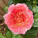 Rose Pamela's Rose 4L pot NGW