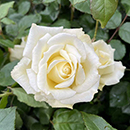 Rose Lynn's Rose 4L pot NGW