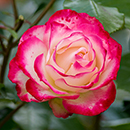 Rose Double Delight 4L pot NGW