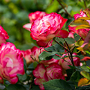 Rose Double Delight 4L pot NGW