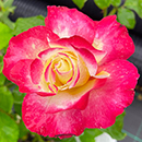 Rose Double Delight 4L pot NGW