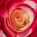 Rose Double Delight 4L pot NGW