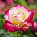 Rose Thomas's Rose 4L Pot NGW