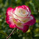 Rose Thomas's Rose 4L Pot NGW