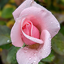 Rose Fab at 40 4L pot NGW